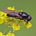 Cheilosia soror, male, hoverfly